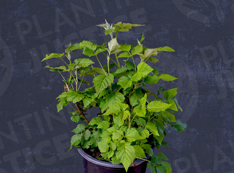 Load image into Gallery viewer, Meeker Red Raspberry
