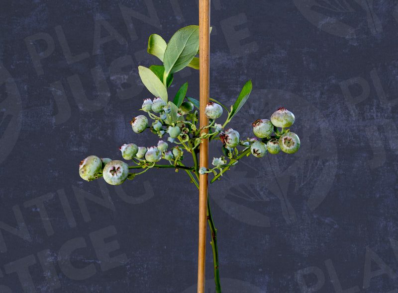Load image into Gallery viewer, Biloxi Blueberry
