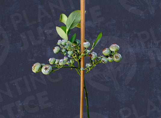 Biloxi Blueberry