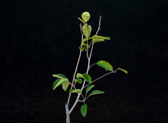 Black Gilliflower Apple