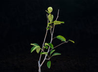 Black Gilliflower Apple