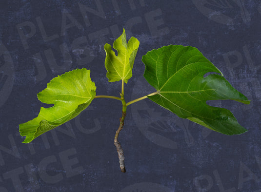 Black Mission Fig