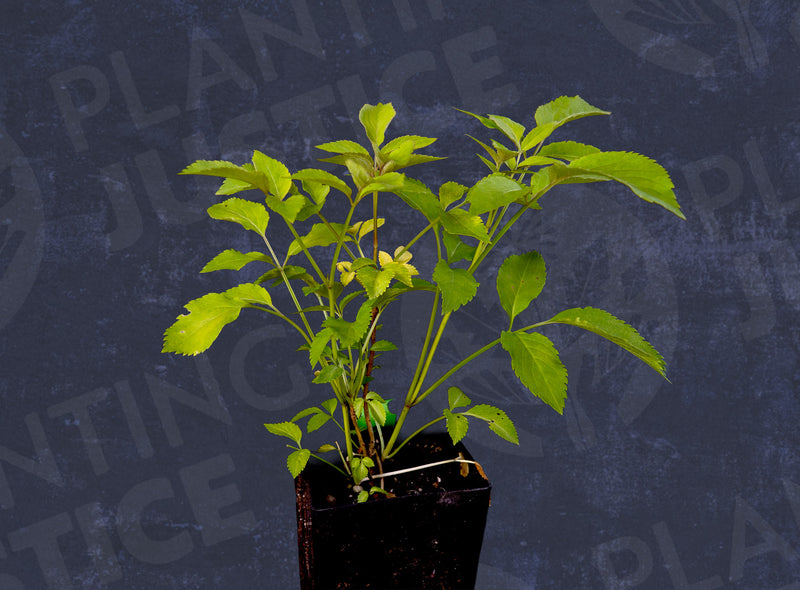 Load image into Gallery viewer, Blue Elderberry (CA)
