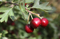 Blue Hawthorn (Crataegus Schraderana)