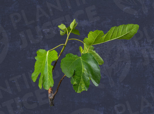 Bordissot Negra Fig