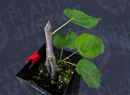 Bourjasotte Grise Fig