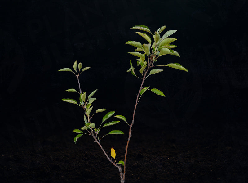 Load image into Gallery viewer, Braeburn Apple
