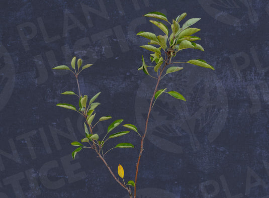 Braeburn Apple
