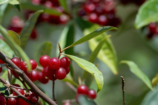 Brilliant Rose Autumn Olive