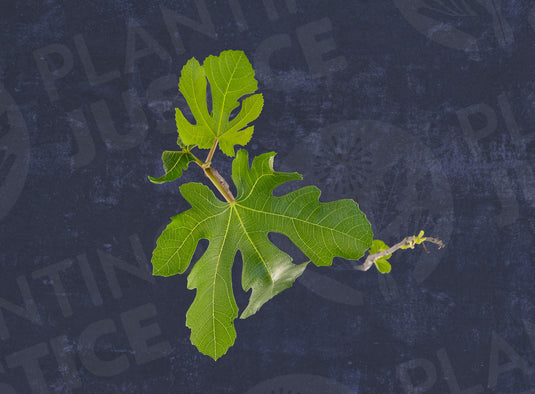 Brown Turkey Fig