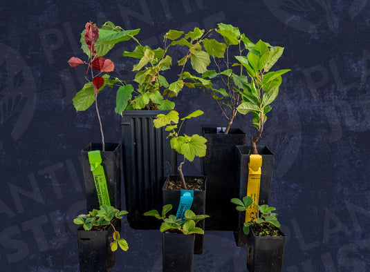 Fruity & Nutty 8-Plant Bundle