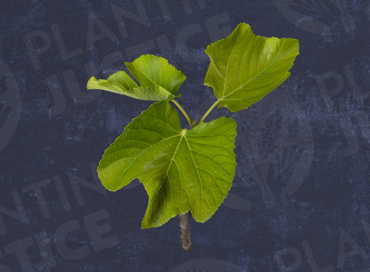 Bursa Siyahi (Black Bursa) Fig