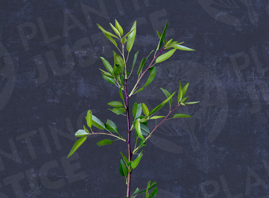 Butte Almond  (Prunus Dulcis)