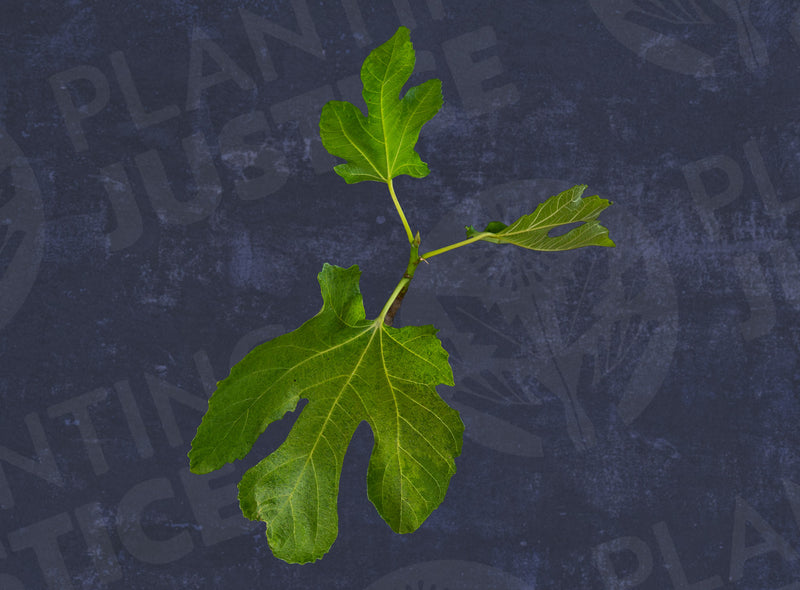 Load image into Gallery viewer, Calimyrna (Sari Lop) Fig
