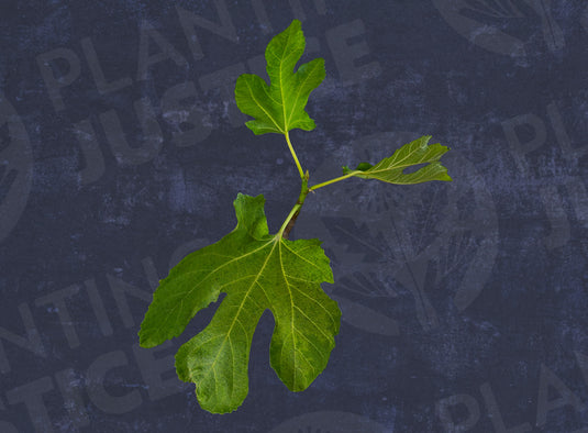 Calimyrna (Sari Lop) Fig