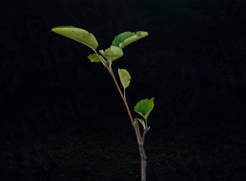 Load image into Gallery viewer, Canada Reinette Apple
