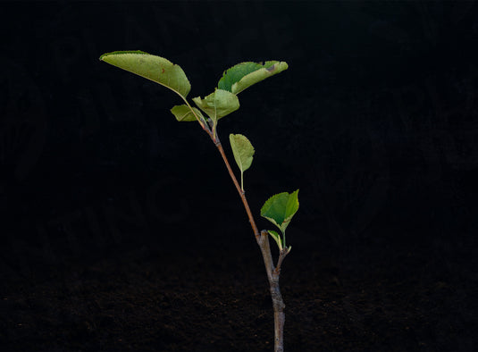 Canada Reinette Apple