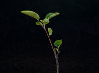 Canada Reinette Apple