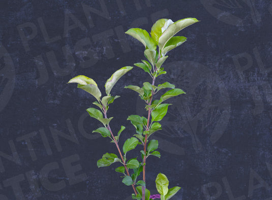 Canada Reinette Apple