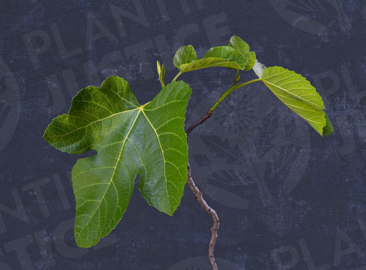 Celeste Fig