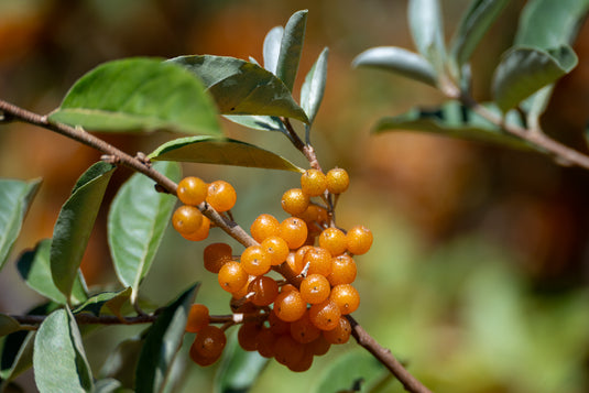 Charlie's Golden Autumn Olive