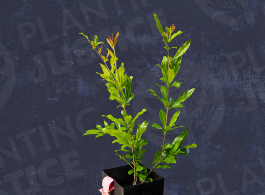 Chernaya Roza Pomegranate