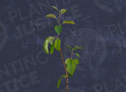 Chestnut Crabapple