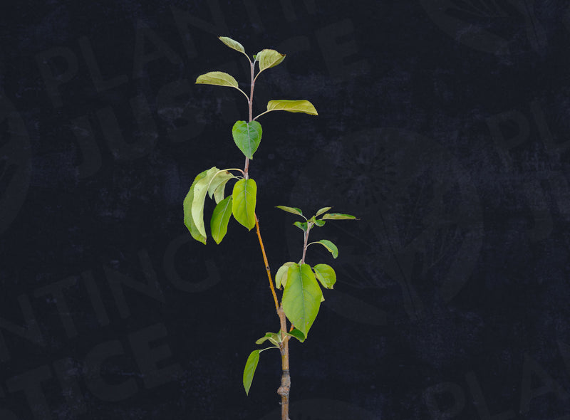 Load image into Gallery viewer, Chestnut Crabapple
