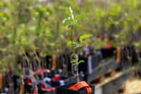 Chestnut Crabapple