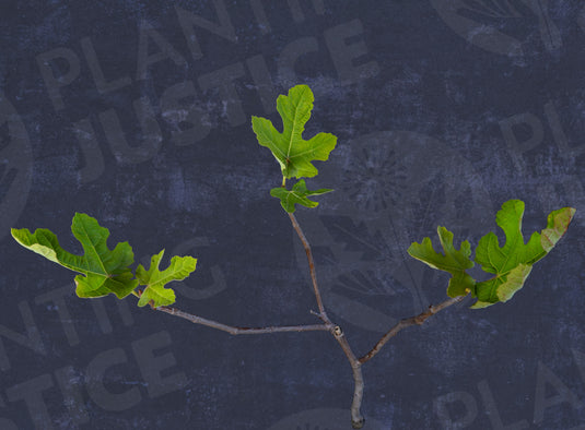 Chicago Hardy Fig