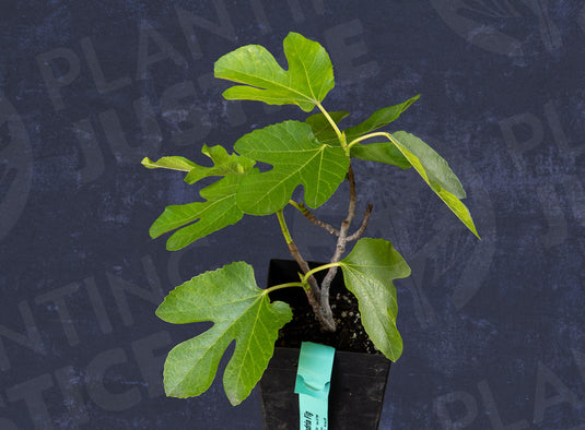 Conadria Fig