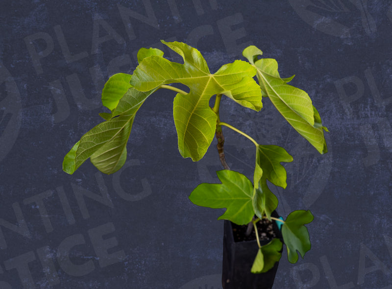 Load image into Gallery viewer, Conadria Fig
