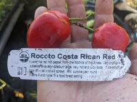 Costa Rican Red Rocoto Perennial Pepper