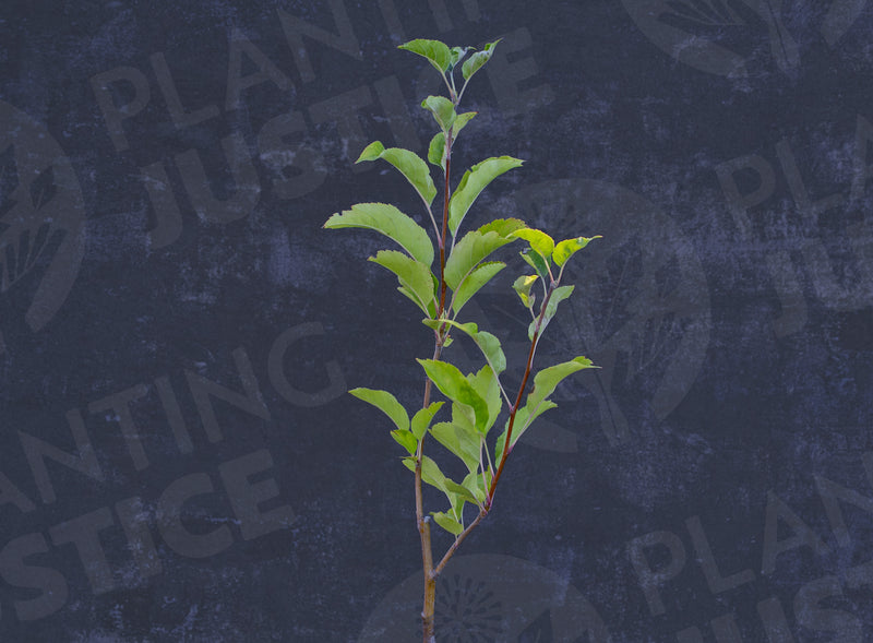 Load image into Gallery viewer, Cripps Pink Apple
