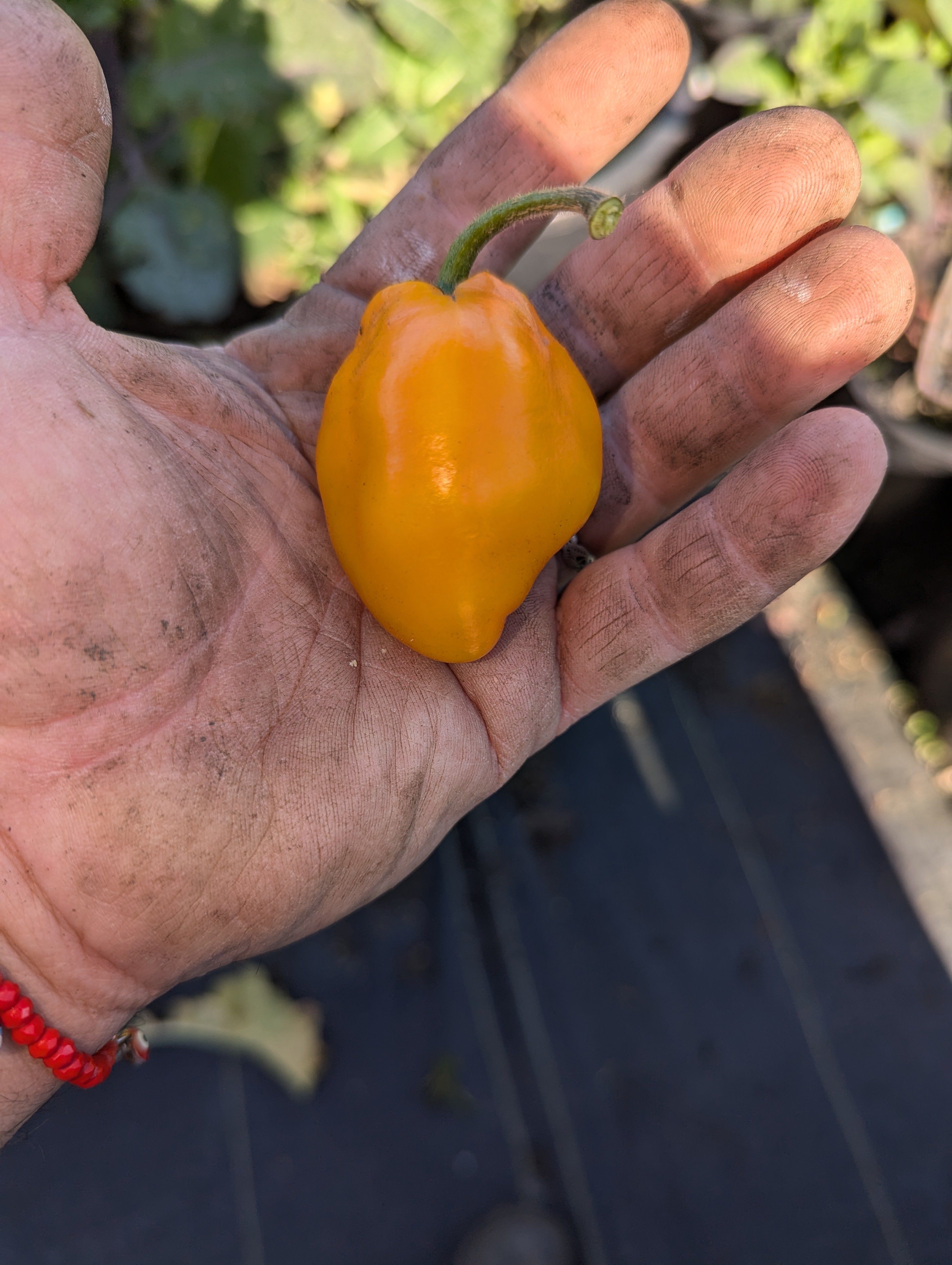 Cristobol Columbo Orange Rocoto Perennial Pepper – Planting Justice