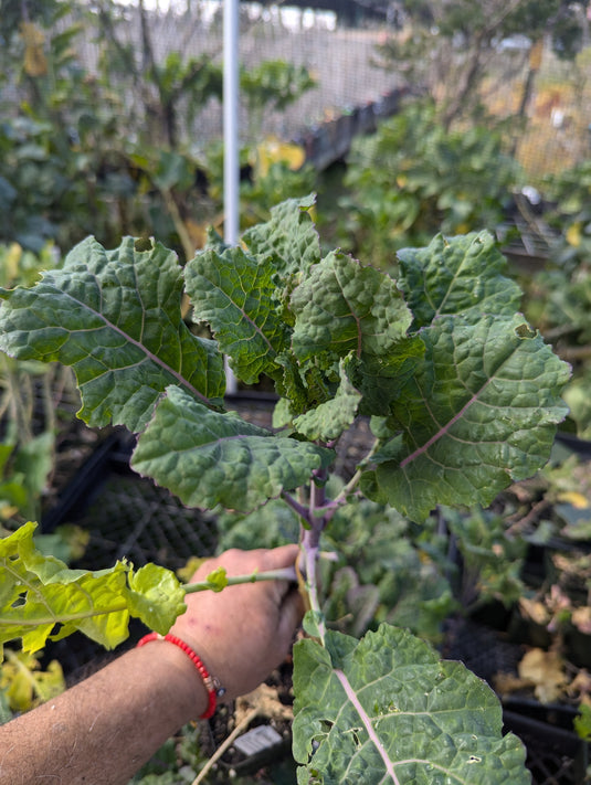 Crocodile Tree Collard