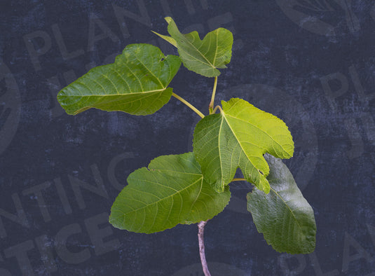 Curio De Bou Fig
