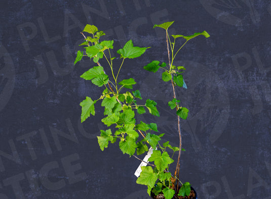 Blackdown Black Currant (Ribes nigrum)