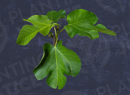 Cyprus Fig