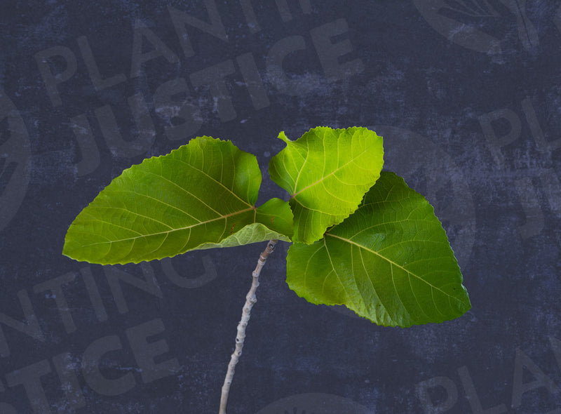 Load image into Gallery viewer, DFIC 0023 Palmata Hybrid Fig
