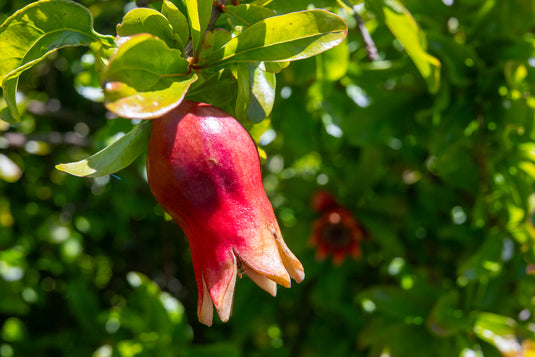 Post-Mother's / Pre-Father's Day Pomegranate Bundle