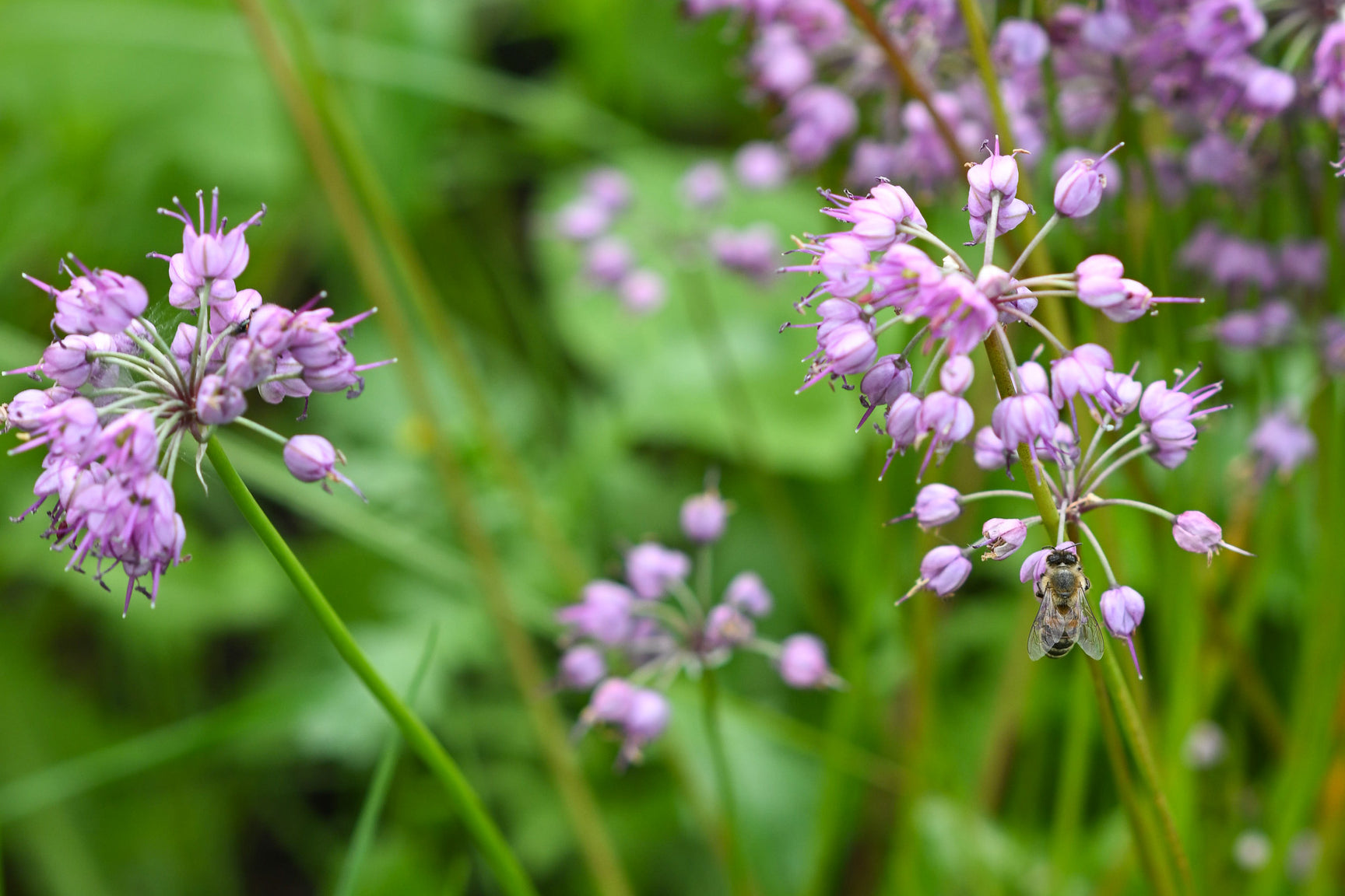 Sustainable Urban Agriculture