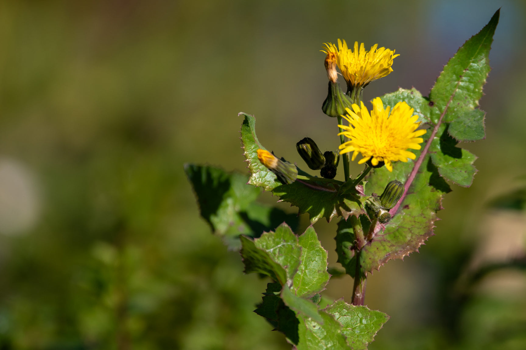 A dandelion growing at the East Oakland PJ Nursery