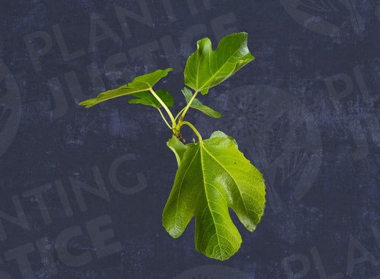 De La Plata (Campanera) Fig