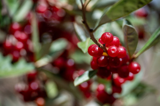 Delightful Autumn Olive