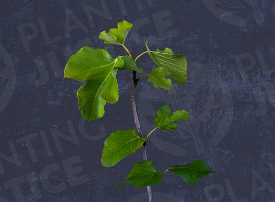Des Roig Manyo Fig