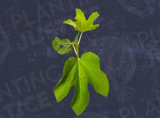 Desert King Fig