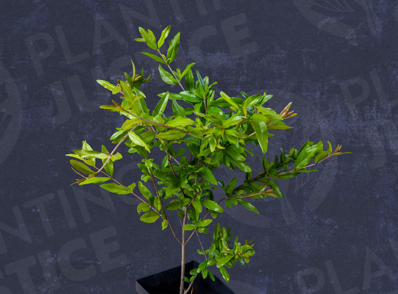 Load image into Gallery viewer, Desertnyi Pomegranate

