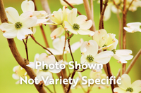 Evergreen & Milky Way Dogwood Bundle