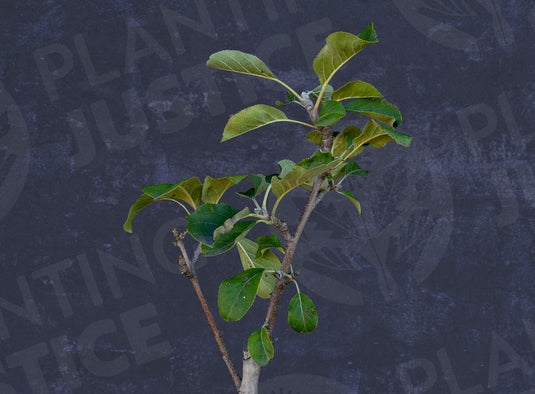 Dorsett Golden Apple
